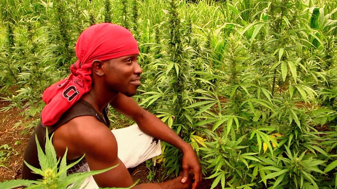 The Jamaica Scene ~ Roaring River Ganja Field Adventure