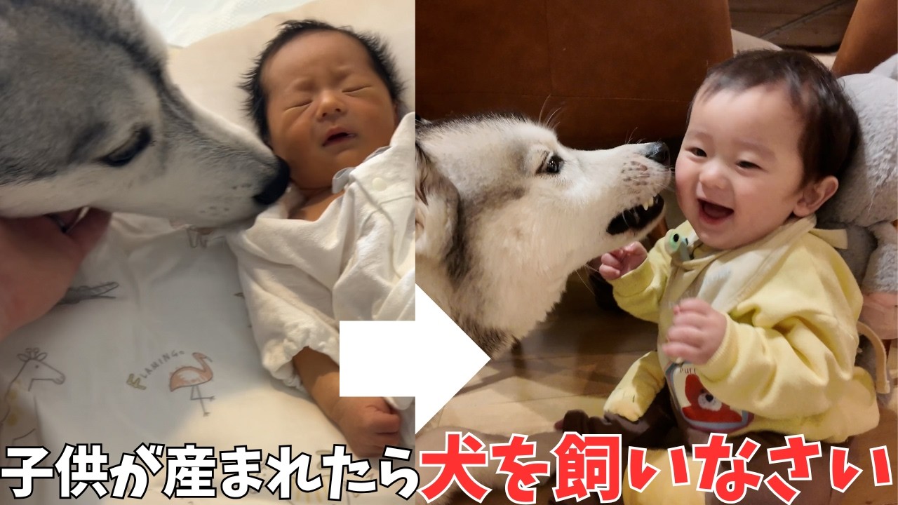 産まれた時からずっと一緒なハスキーと赤ちゃんの現在があのことわざ通りでした&hellip;