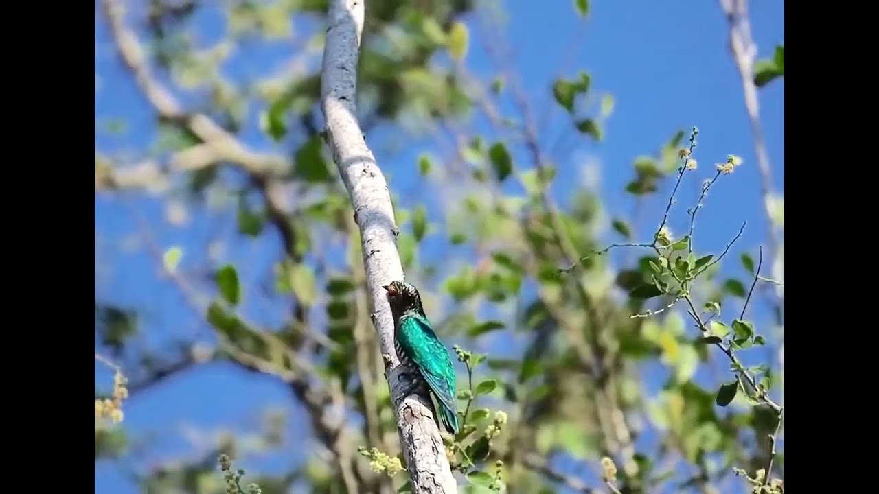 นกคัดคูมรกต (Asian Emerald Cockoo) สวนรื่นรมย์บ่อกวางทอง@บ่อทอง ชลบุรี