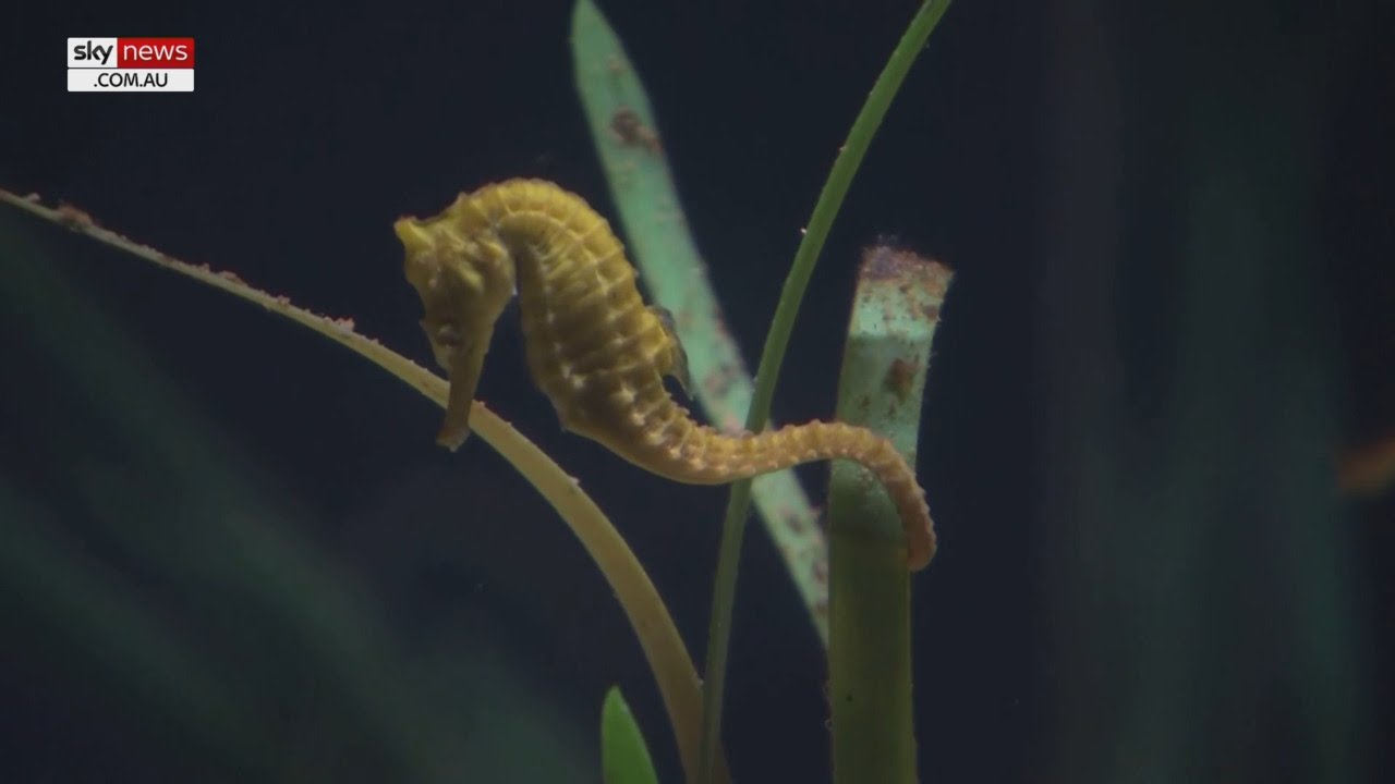 Hundreds of endangered seahorses released into the wild