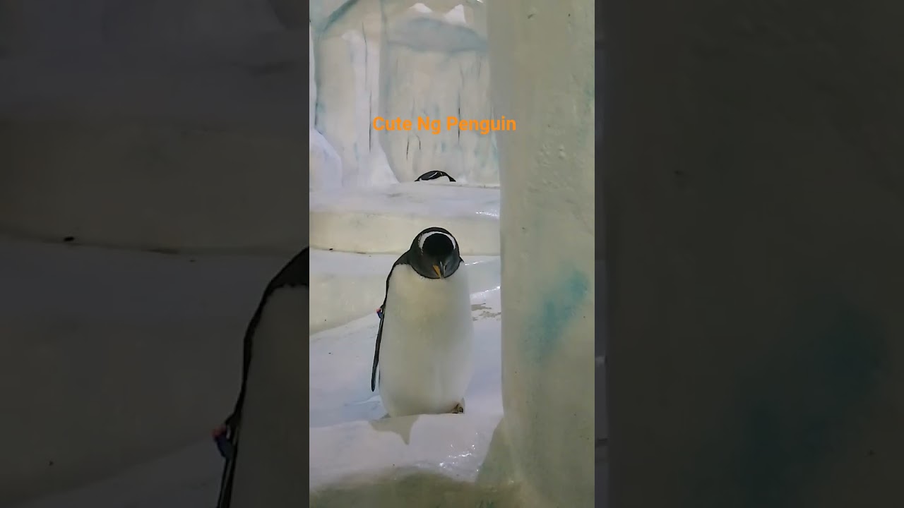 Penguin #shortvideo #oceanpark