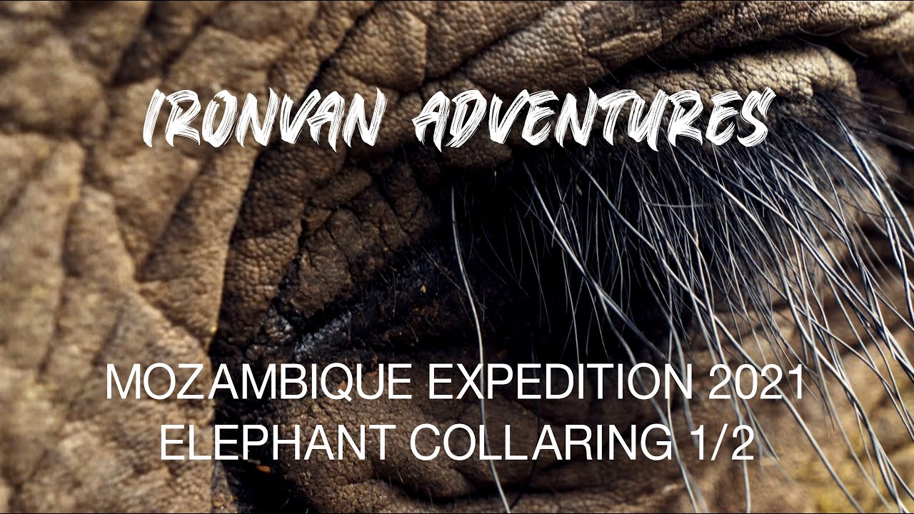 Mozambique Ep3 Elephant Collaring Part 1 - 