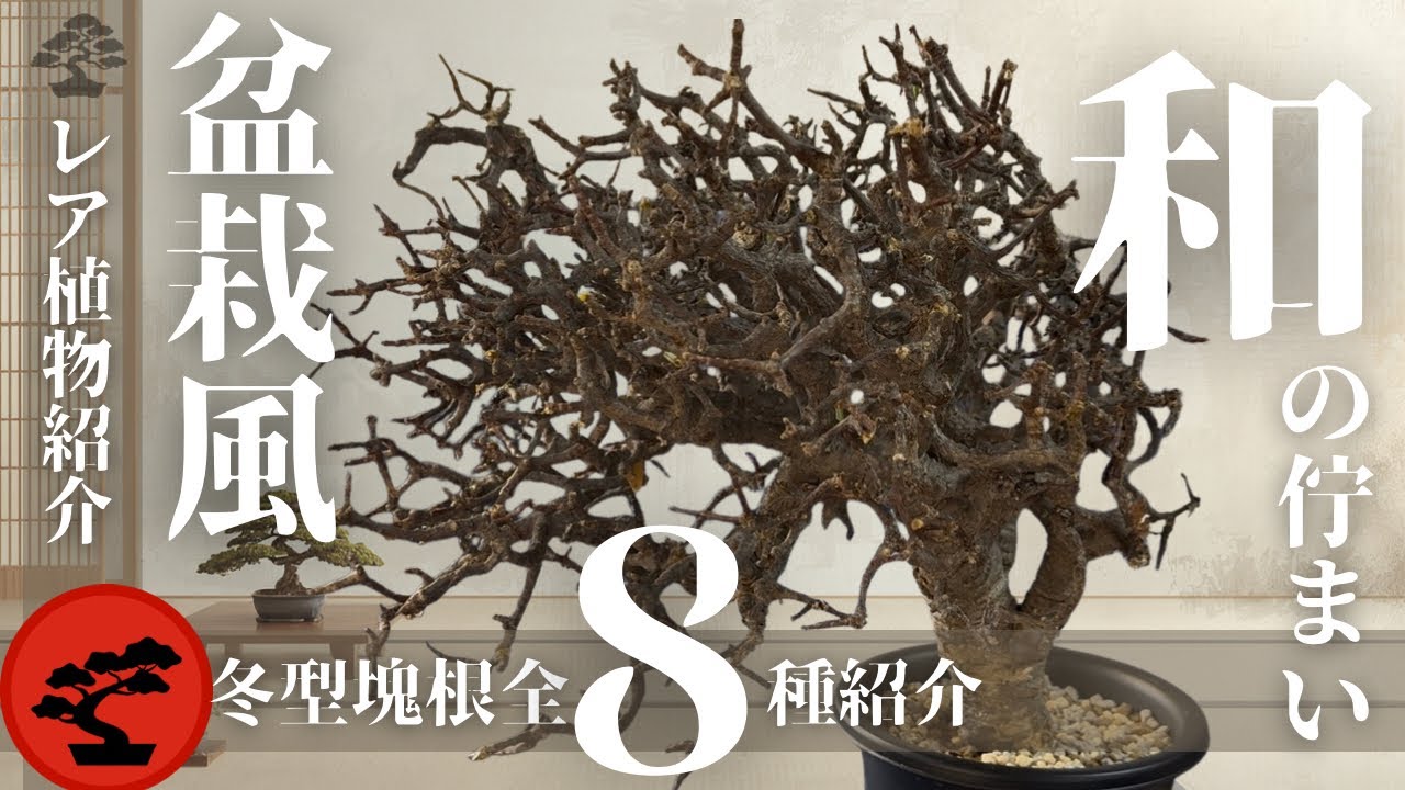 【これが塊根盆栽】