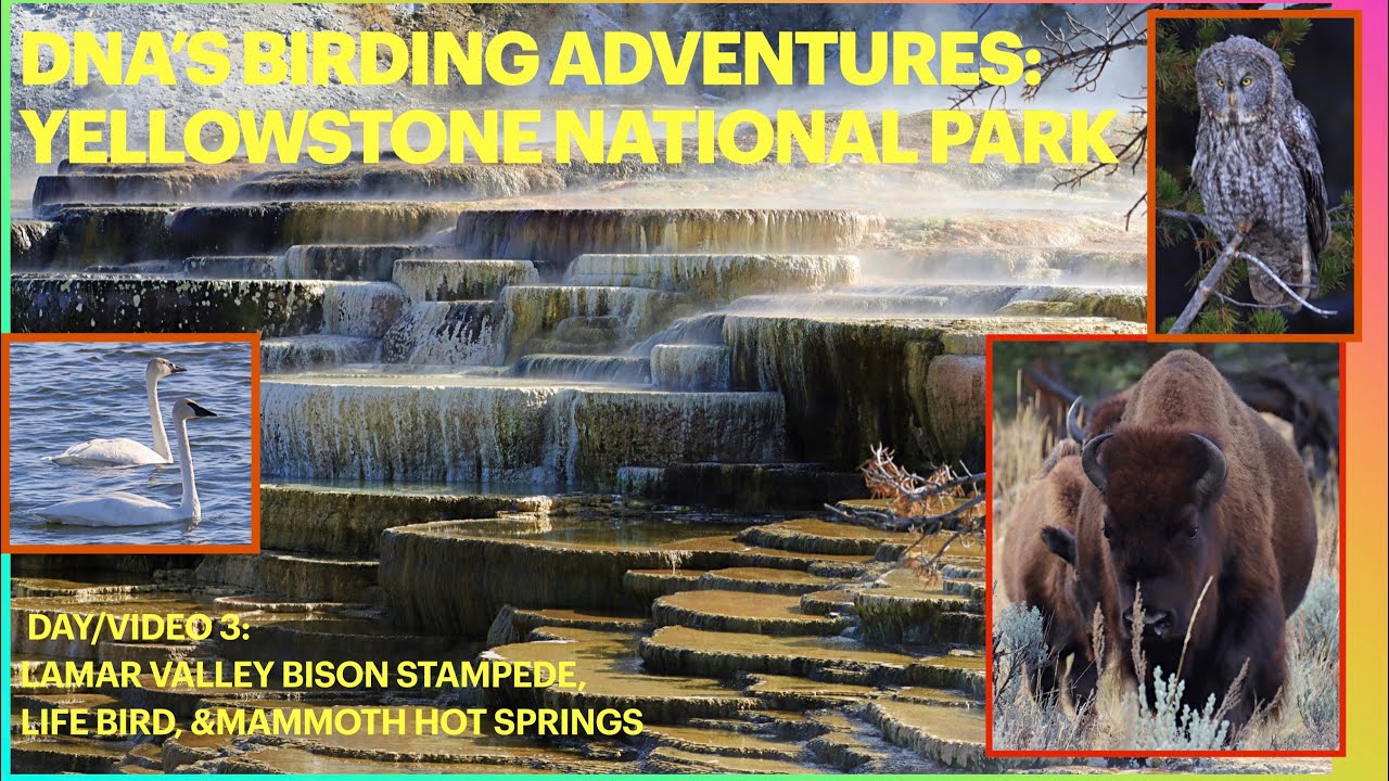 Yellowstone-Mammoth Hot Springs-Great gray owl, Stampeding Bison, Waterfalls,39 Bird Species+Lifers!