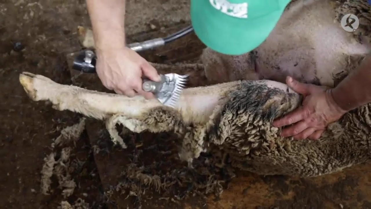 Método de Esquila en la Ganaderia Merina Ortiz