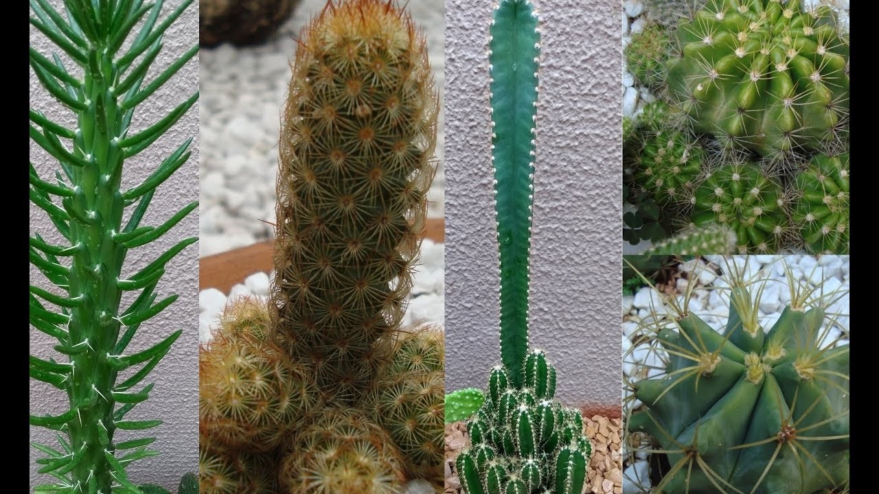 TOP 5 - CACTOS de FÁCIL CULTIVO