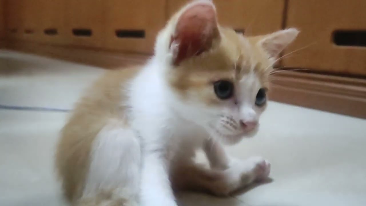 we found an abandoned kitten in box...发现被遗弃在箱子的小猫咪