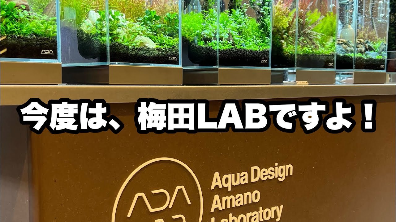第二弾　久しぶりのADA  Laboratory Osaka訪問