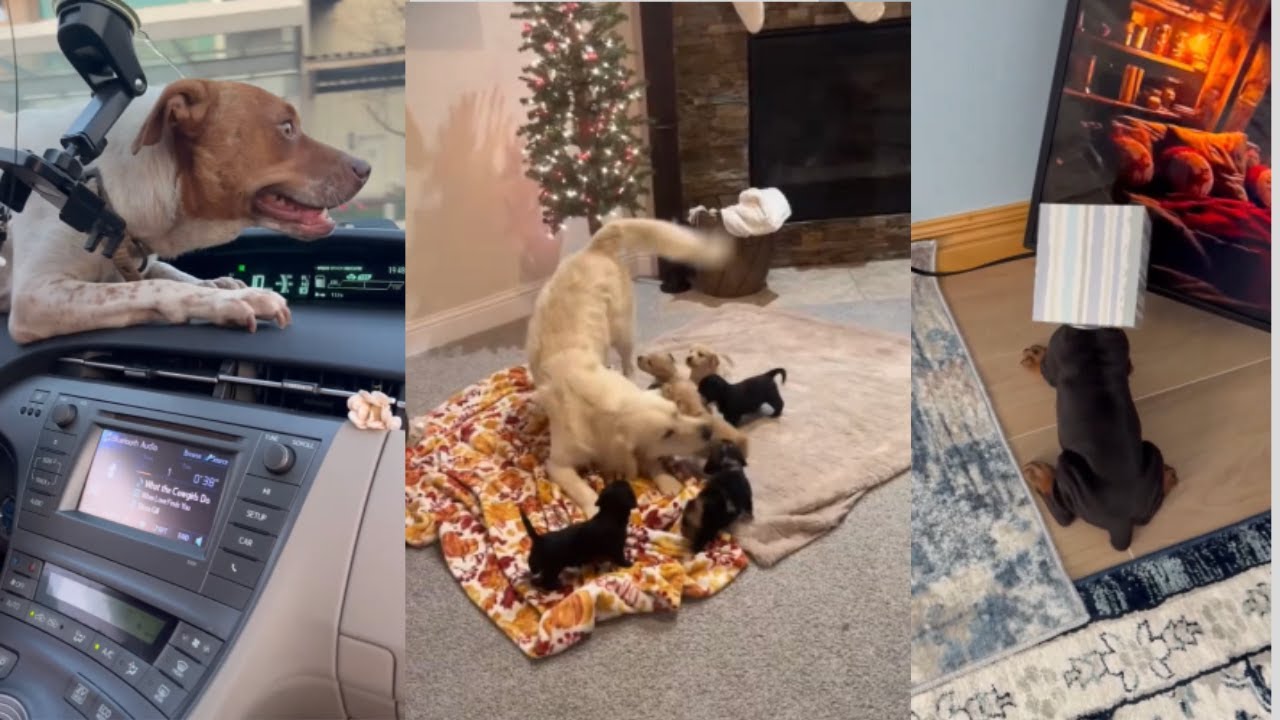 Забавные и милые видео с собаками, которые заставят вас смеяться и улыбаться — Смешная подборка в...