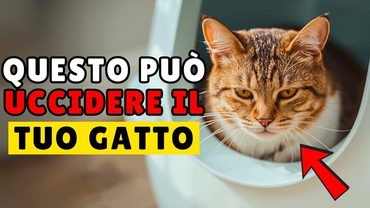 Abitudini Che Danneggiano la Salute del Gatto: Come Aumentare l'Aspettativa di Vita