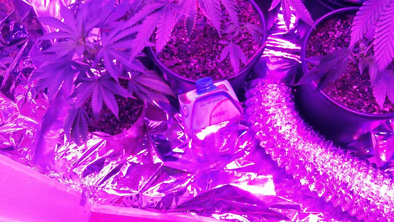 Indoor closet grow room (mars hydro reflector 144 leds )