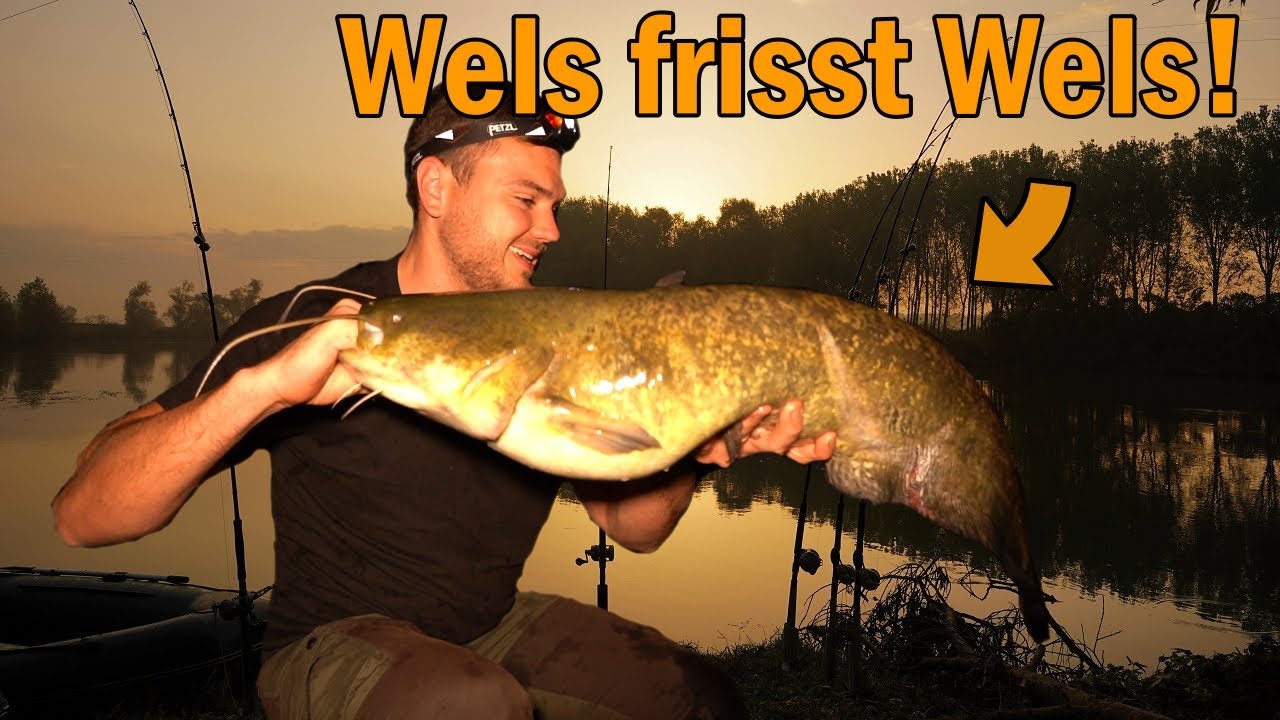 Wallerangeln in Italien || Ansitzangeln und Spinnfischen ||