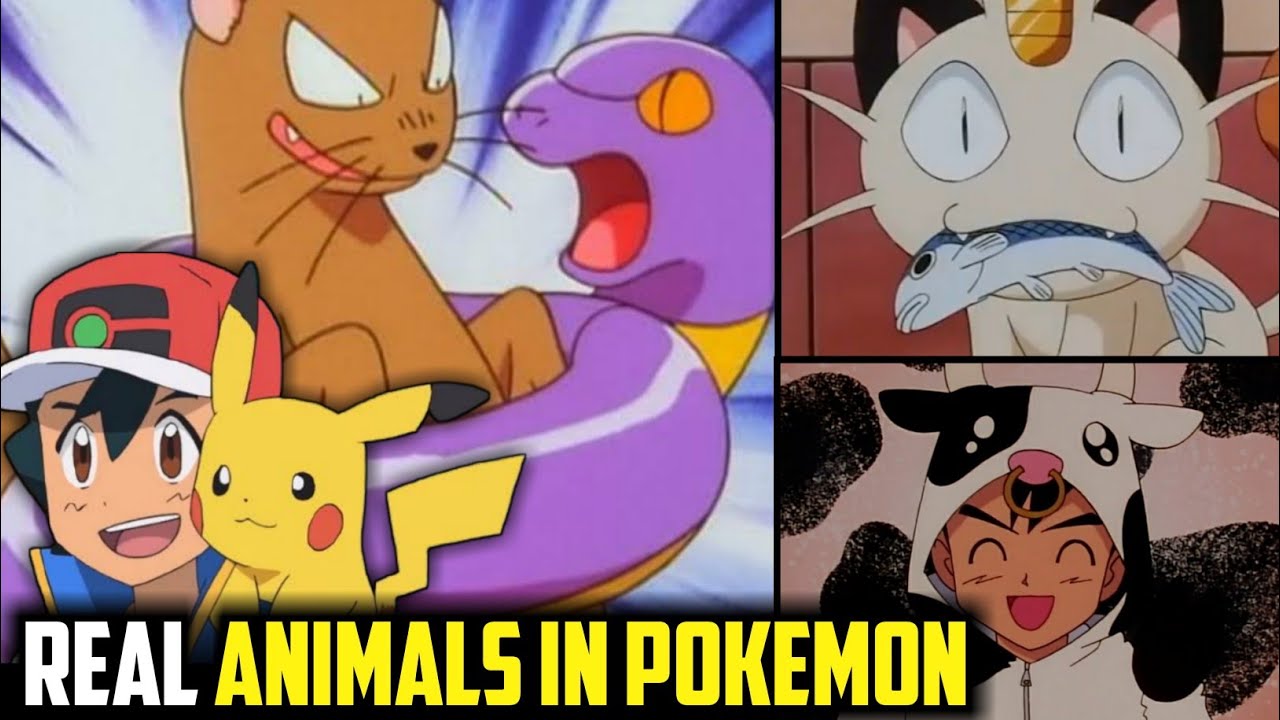 Real Life Animals In Pokemon Anime|Real Life Animal Exist In Pokemon World|Real Animals In Pokemon|