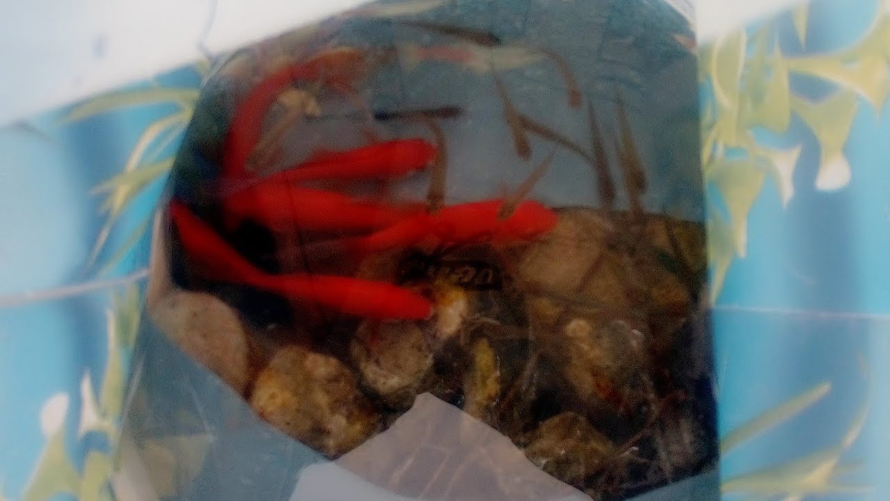 Neuzugang im Teich @NaturgartenEuring