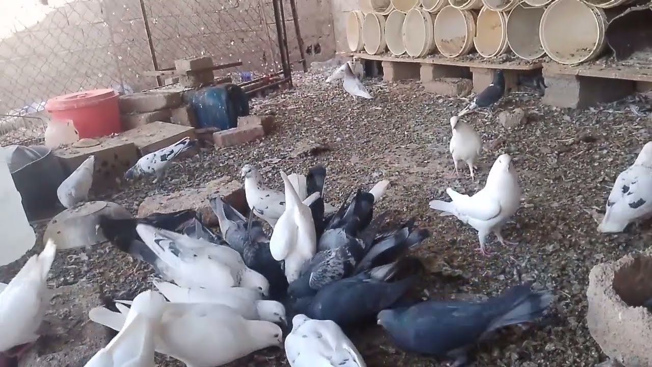 السلسله المجنونه شبك مسكر (احداث جميله) 