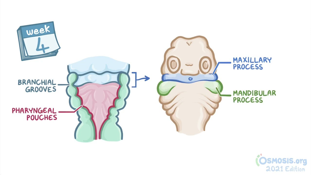 Development of the tongue