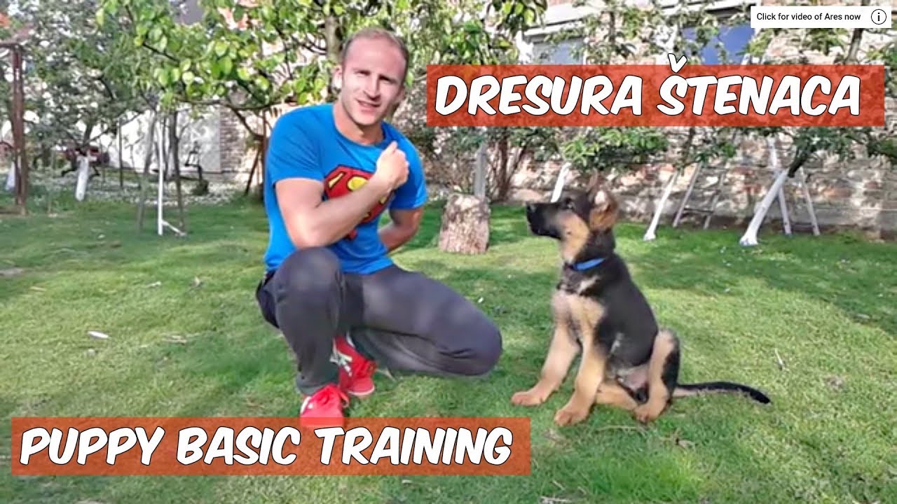 Dresura štenca njemačkog ovčara - German shepherd puppy training