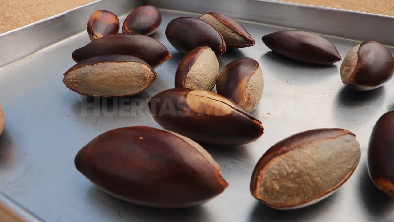 Aceite de Semilla de Mamey para la Caida del Cabello en @Huertas Magaña