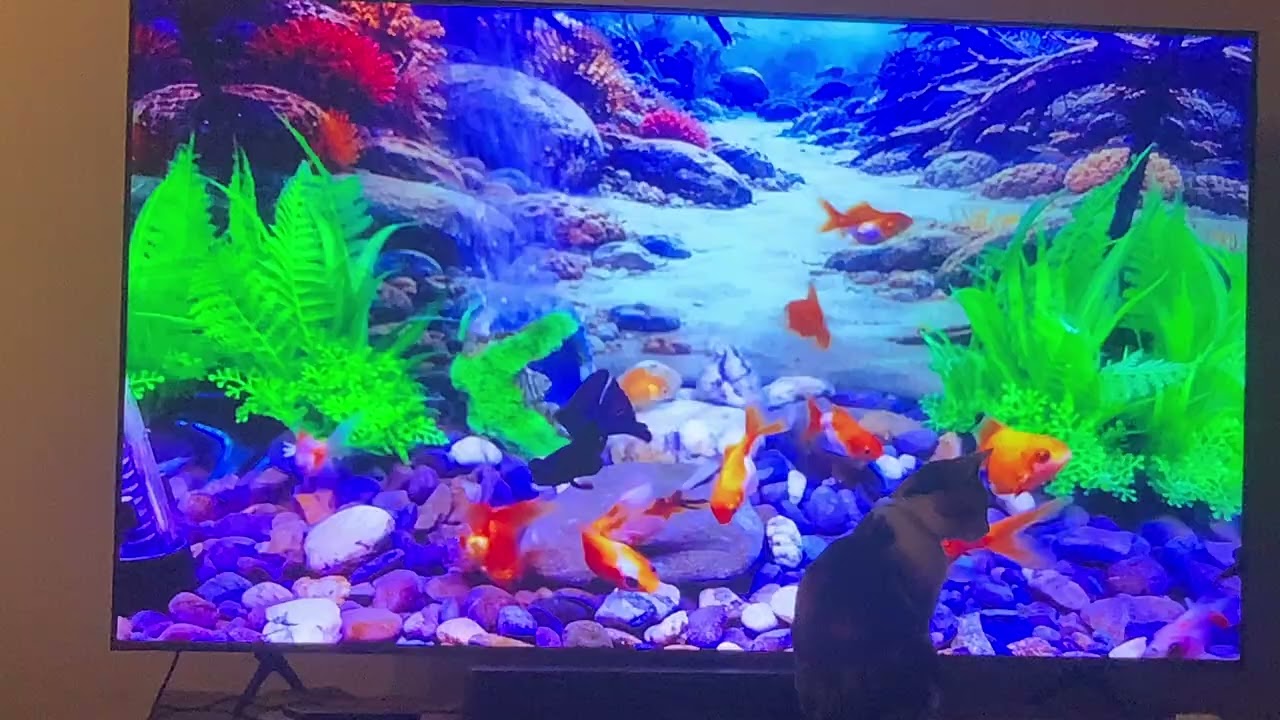 Kitty TV 🐾