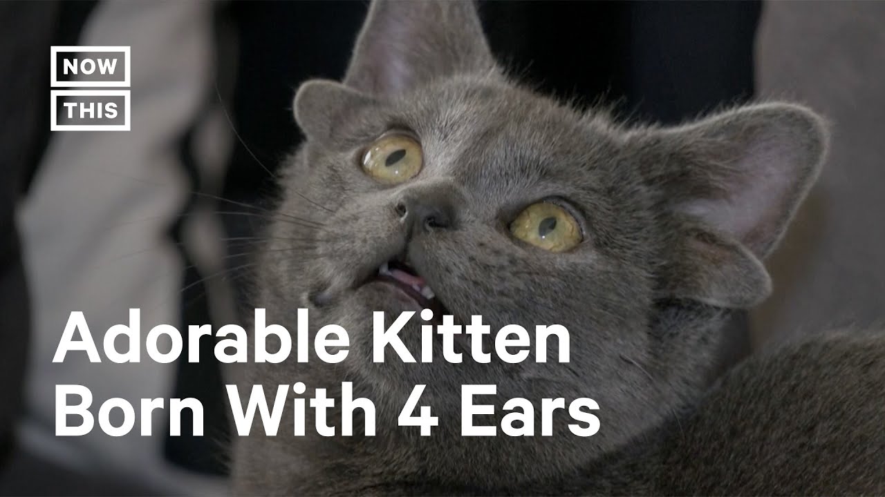 Kitten Born With Four Ears Steals Internet's Heart