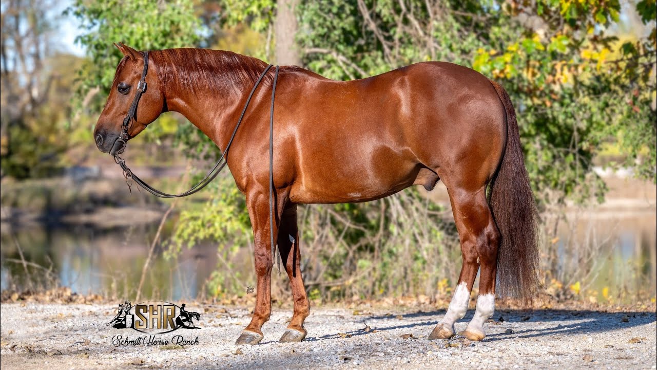 Rock 2020 AQHA Gelding - Sells February 21st at Schmitty’s Sale Barn in Aplington, Iowa 