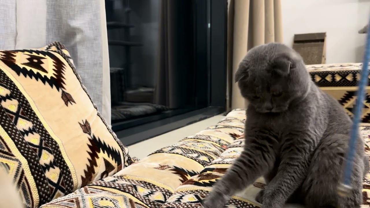 Chilling n playing with papa grey #cat #greycat #scottishfoldcat #cats #minigrey25