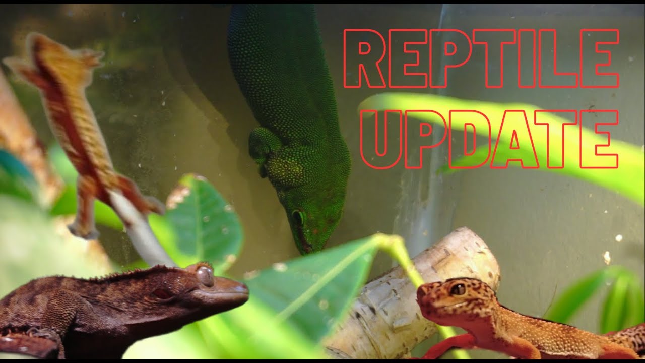 Reptile Update July 2025