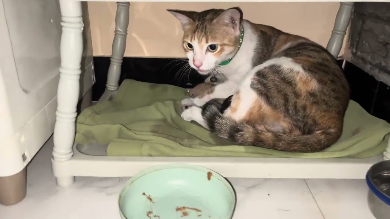 Sabse bada Surprise Mila muje 😍 #catshorts #videos #cat #pregnancy 