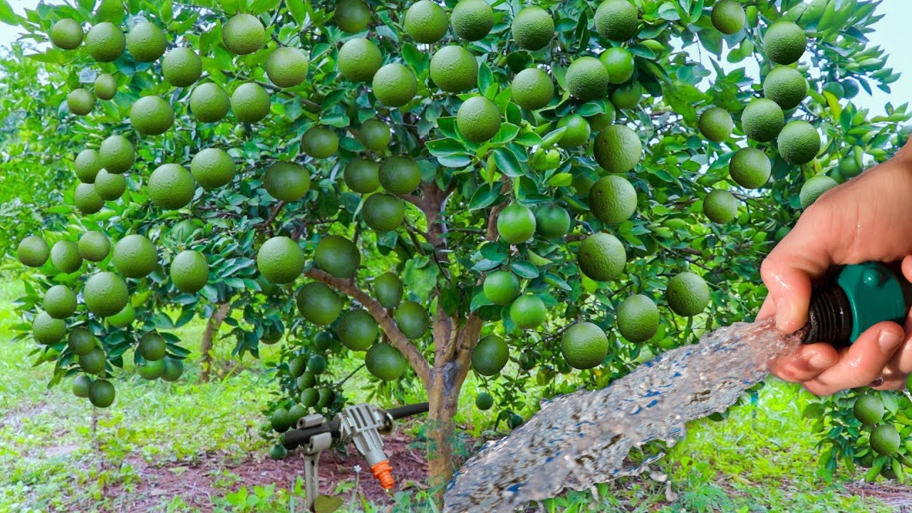 Nunca le pongas Riego 💦 a tu Limonero 🍋 en Verano sin antes Saber Esto