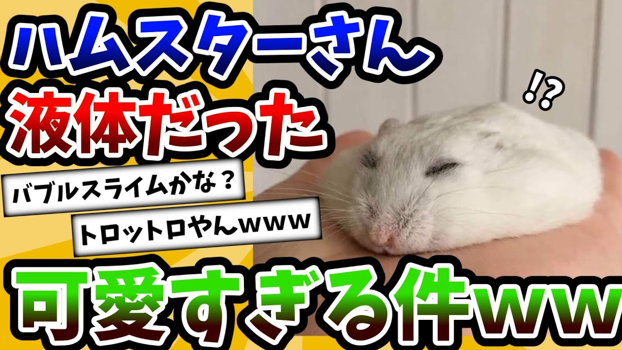 【2ch動物スレ】ハムスターさん、液体であることが判明するｗｗｗ