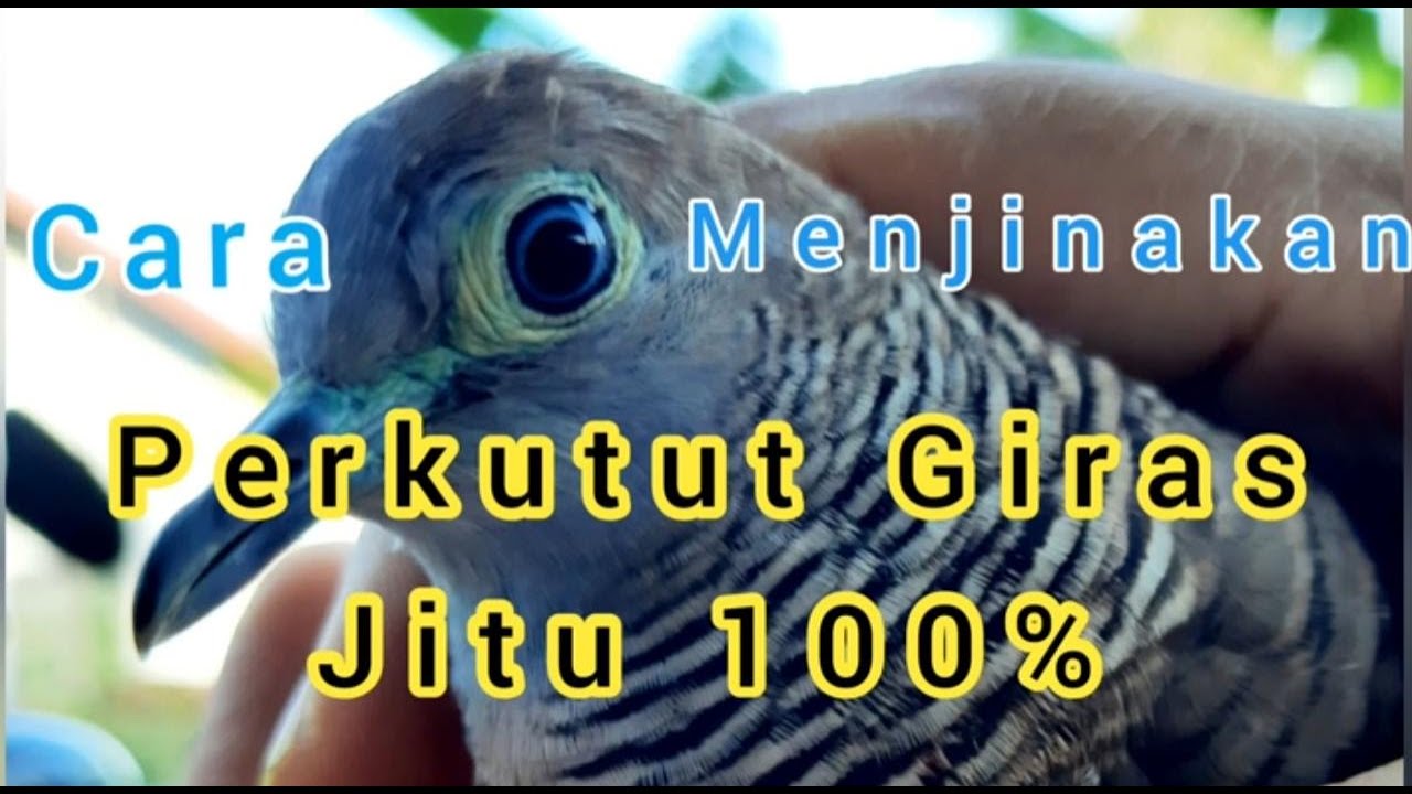 Cara Menjinakkan Perkutut Giras jitu 100% .. Wajib Di Tonton !!!!!!! MANTUL ..