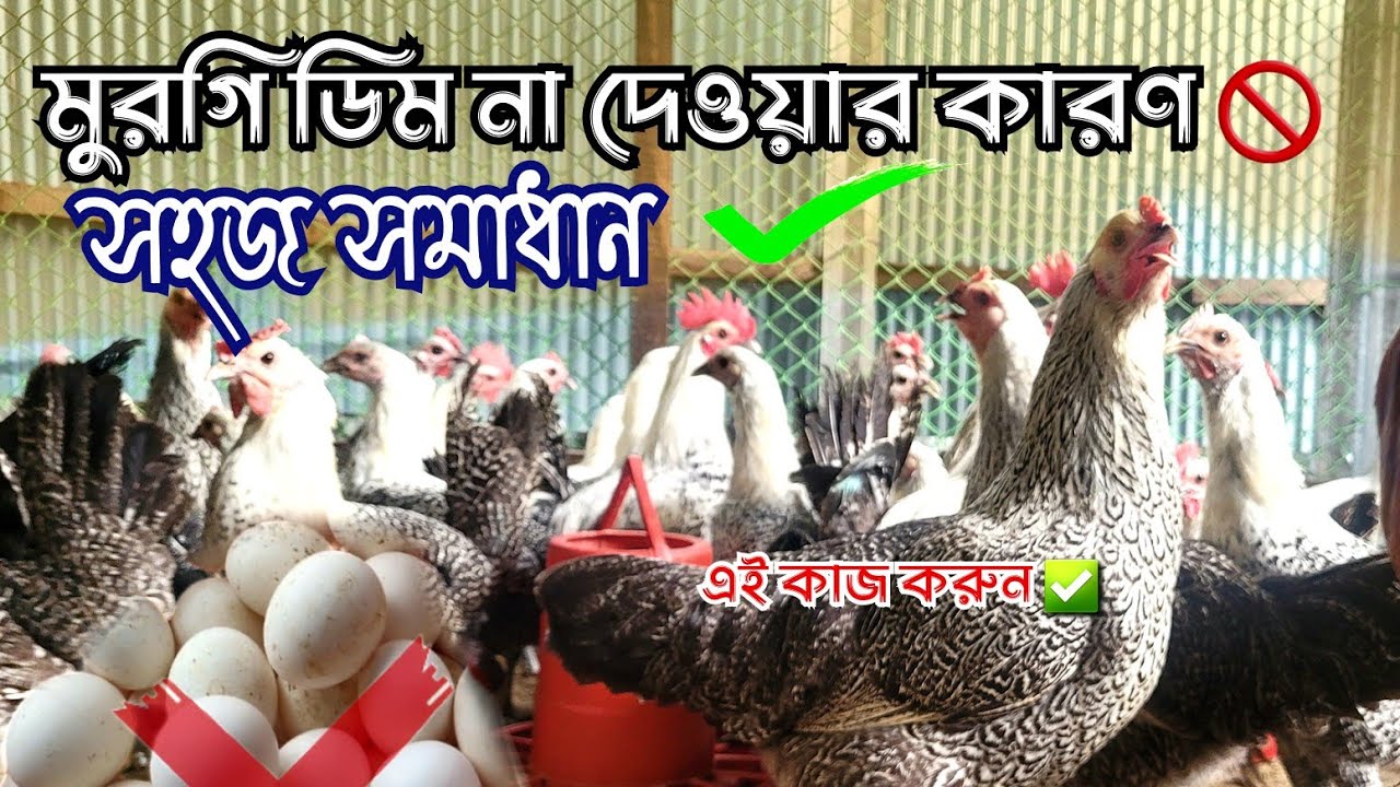 যে কারণে ফাউমি মুরগি ডিম দেয় না।  সহজ সমাধান জানুন  #chicken #shebaagro