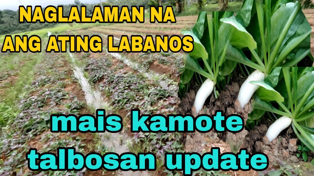 NAGLALAMAN na ang ating labanos update sa mais at kamote talbosan