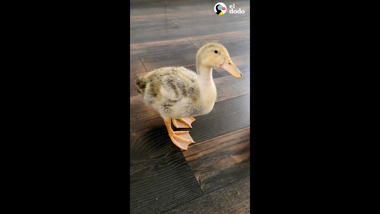 Patos bebés se abrazan mientras duermen | Pequeño y Valiente | El Dodo