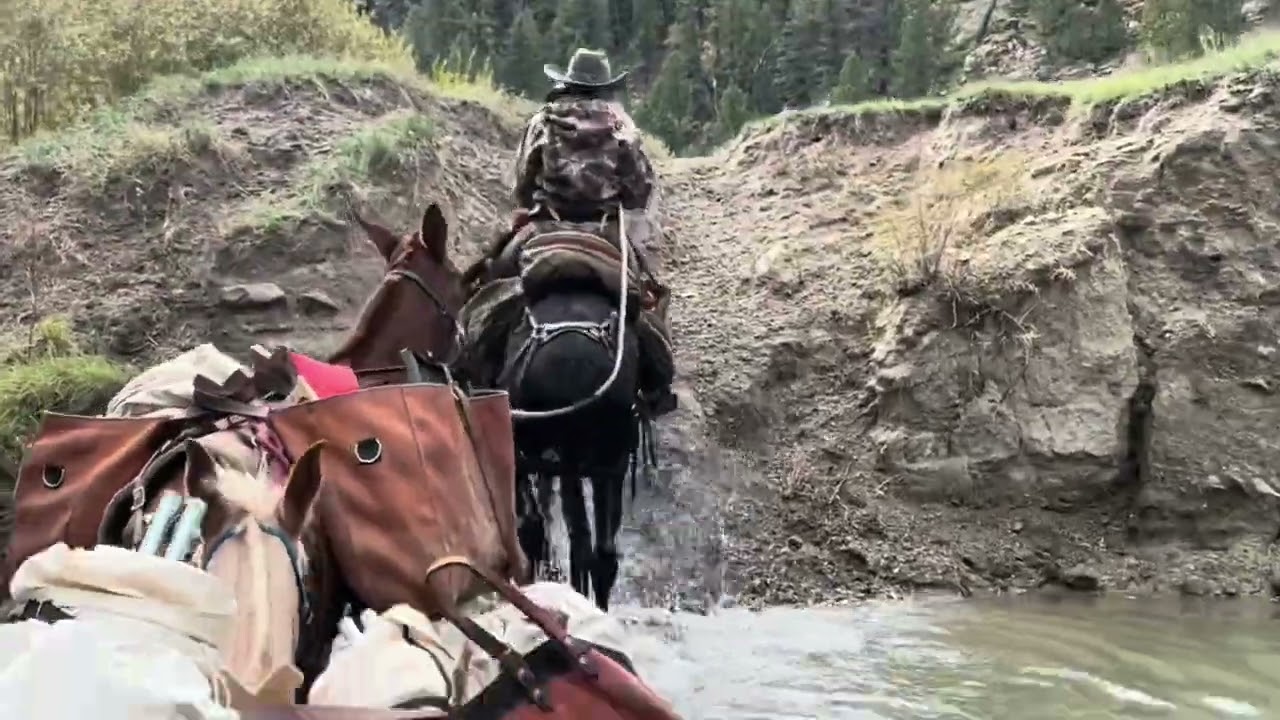 Mules