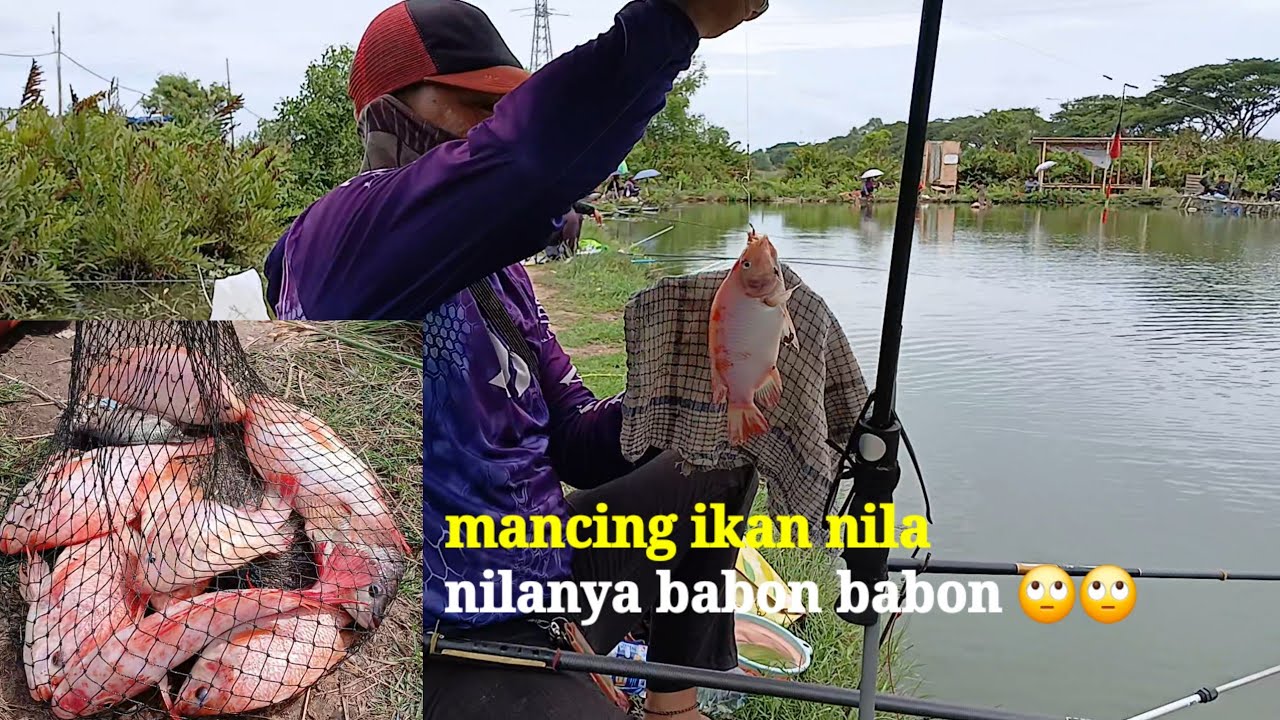 Mancing harian ‼️ tiket sabtu dan minggu 35k ikan nilanya babon babon 