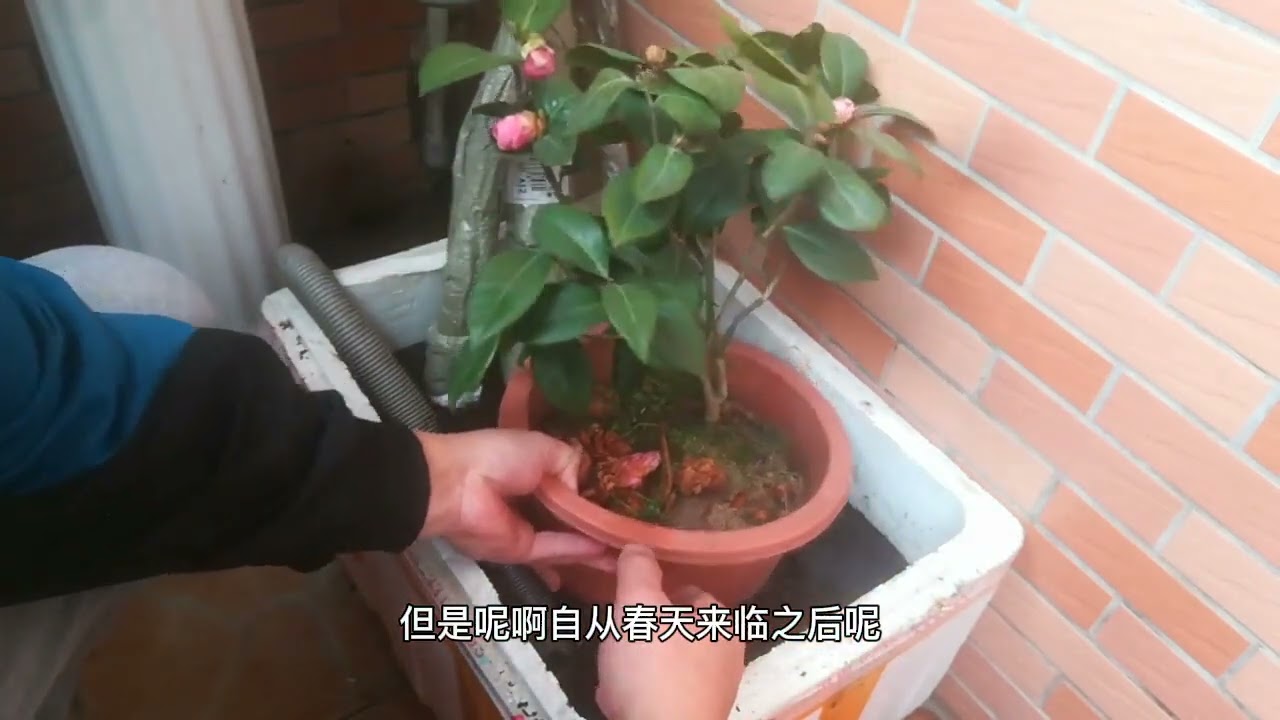 不换盆、别换土？土壤板结“硬邦邦”，教你一招，土壤疏松如面包