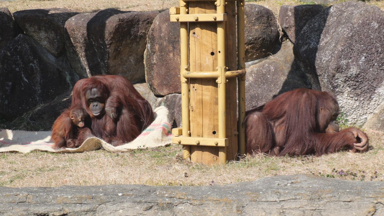 ３連休で客数５倍！お客観察するキーボー親子とチェリア　多摩動物公園　オランウータン　202602