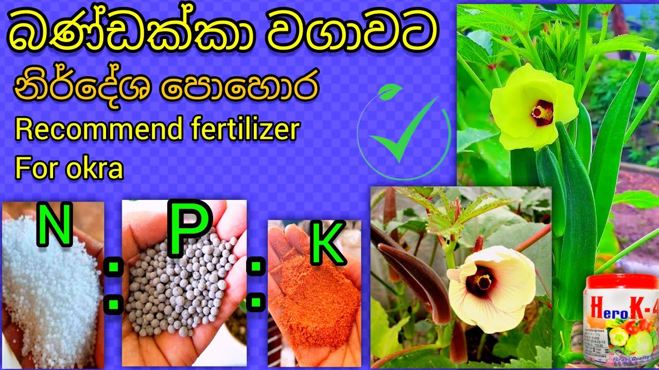 බණ්ඩක්කා වගාවේ පොහොර මුර 4ක් Recommend fertilizer for oka #farming #fertilizer
