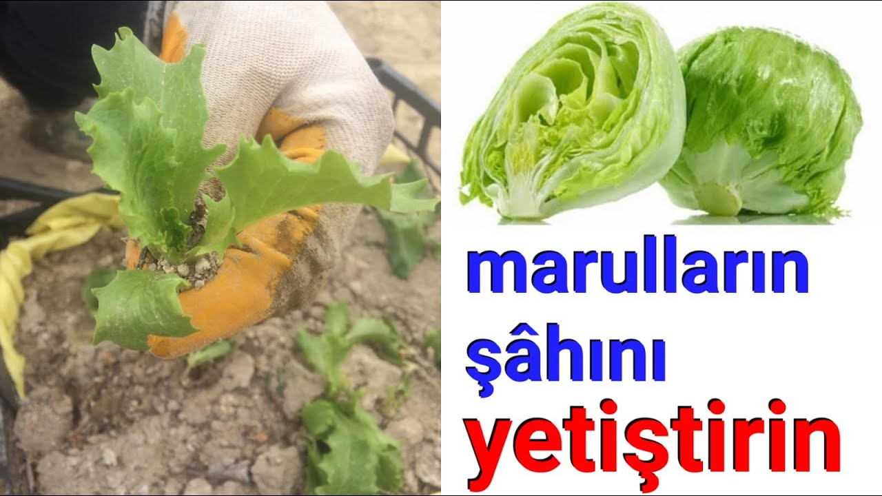 AYSBERK MARUL YETİŞTİRENLER MARUL TADINI ANLAR