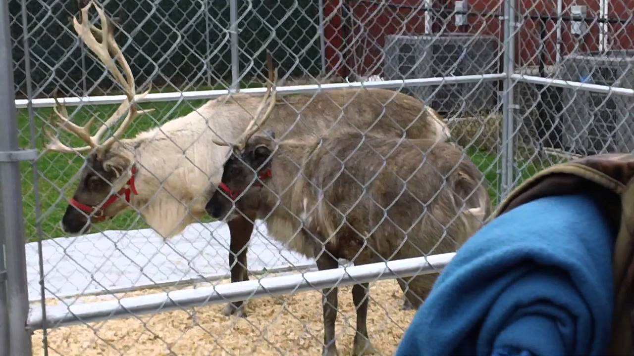 Yukon Cornelius with Reindeer and Antlers