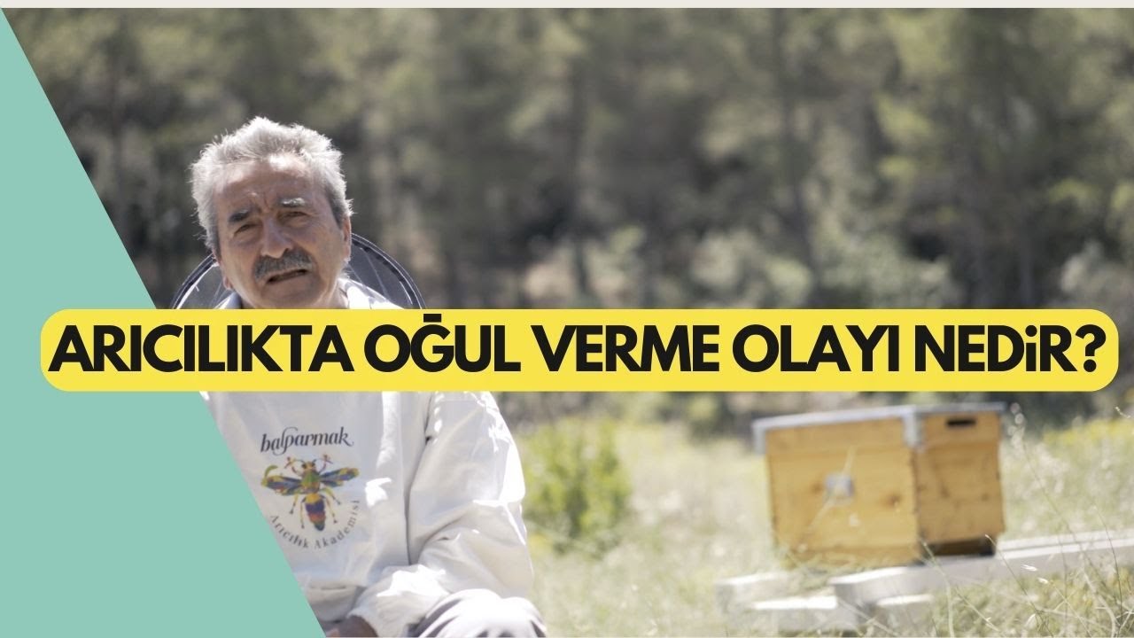 ARICILIKTA OĞUL VERME OLAYI NEDİR? İYİ MİDİR? KÖTÜ MÜ?
