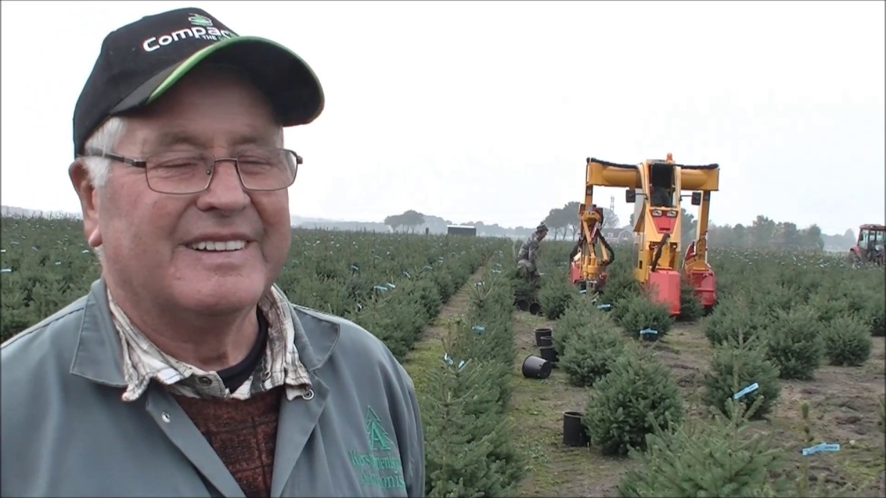 Anthonissen in Wouwse Plantage specialist in kerstbomen teelt