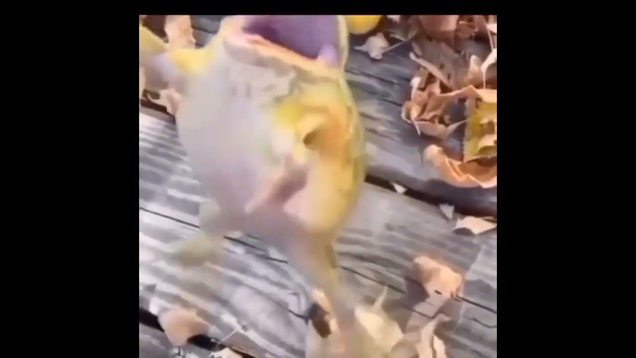 kodok lompat acumalaka