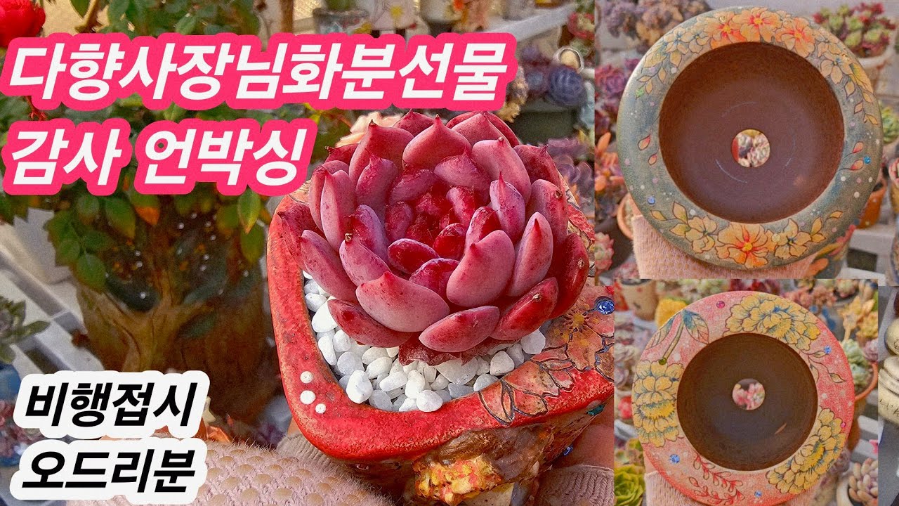 #미미네옥상다육소식🌸다향사장님선물언박싱#명품오드리분 비행접시분 위에서 내려다볼때 넘 이뻐용#옥상노지다육💗26.1.29/korean succulents plants 🌸