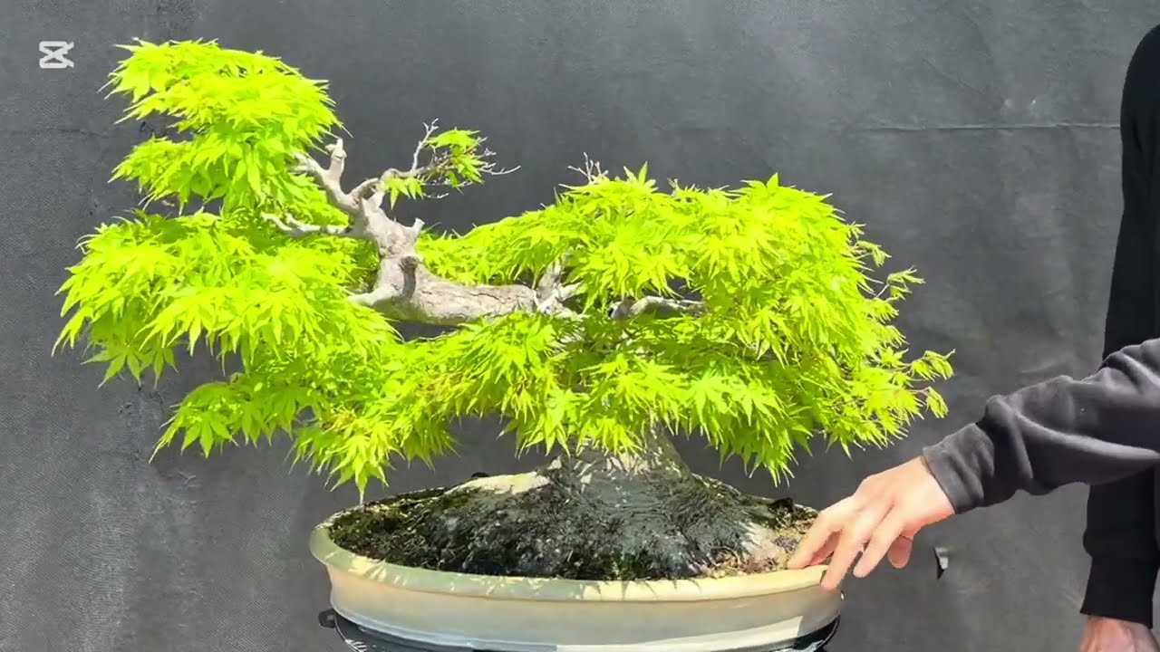 Inizio del recupero di un acero palmato con la parte apicale compromessa!💪🏻