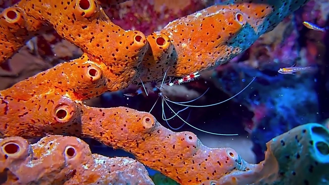 Diving Blue Bay