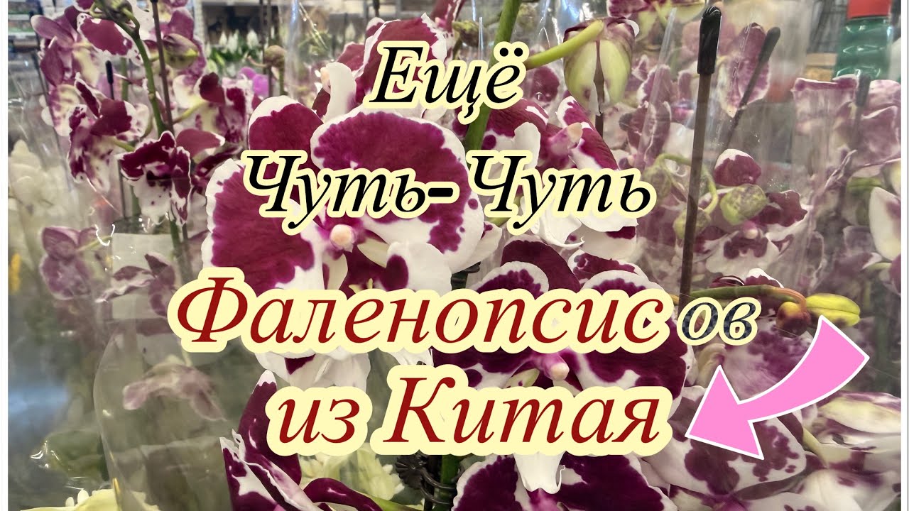 Орхидеи Фаленопсис 👉 Производитель 👉 КИТАЙ 🇨🇳 На любой цвет и размер кошелька!
