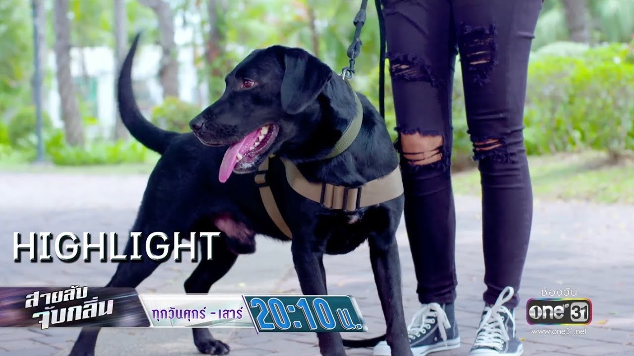 กลิ่นนี้ไม่ยากๆๆ | Highlight สายลับจับกลิ่น | 26 ก.ค.62 | one31