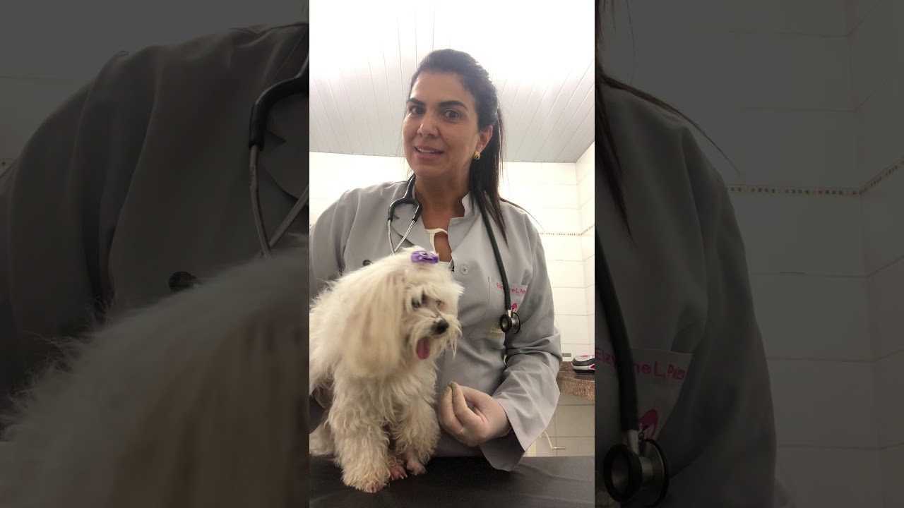 Aula prática Sistema cardiovascular em cães - parte II
